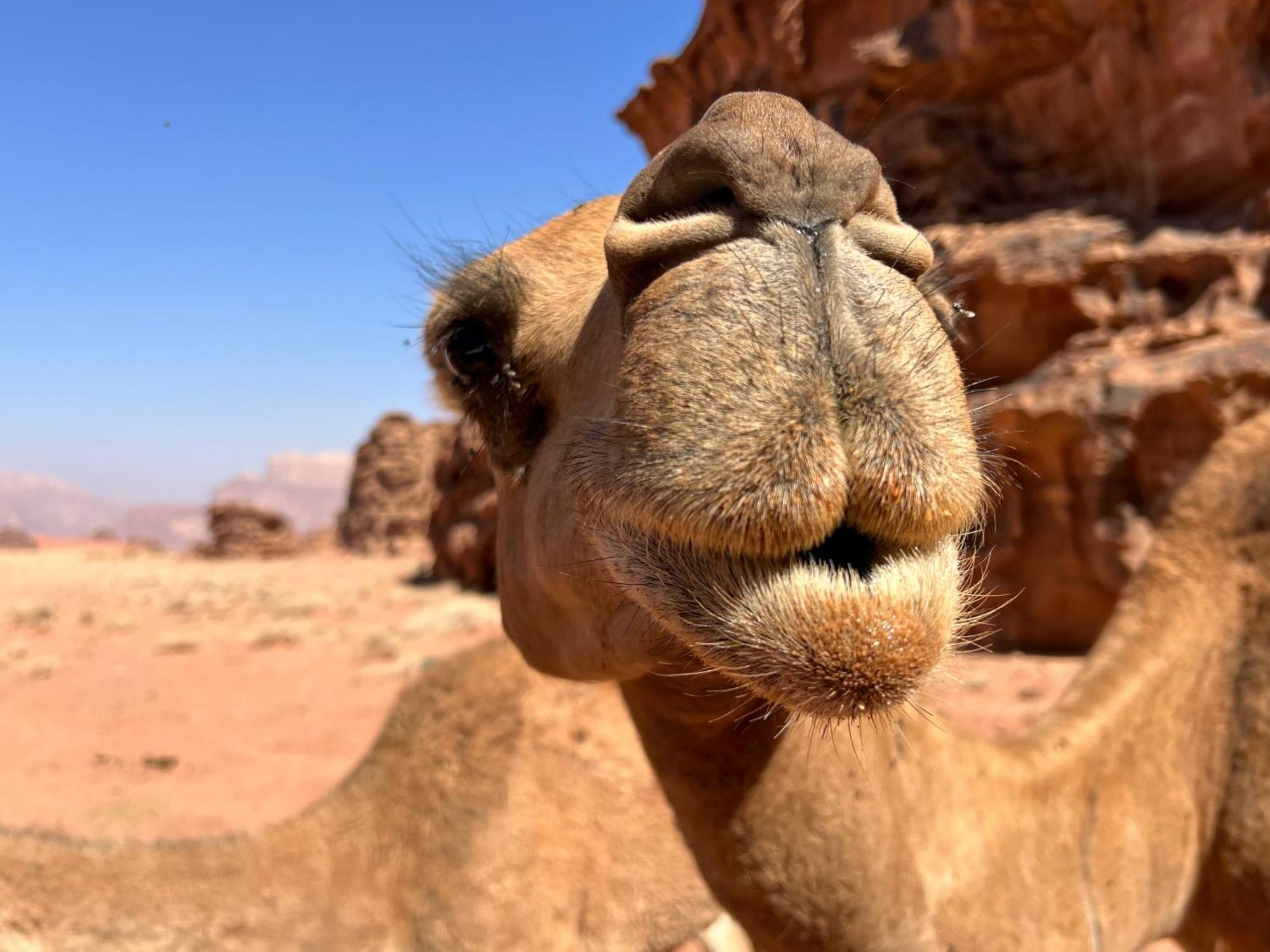 Отель Salameh'S Bedouin Camp Вади-Рам Экстерьер фото